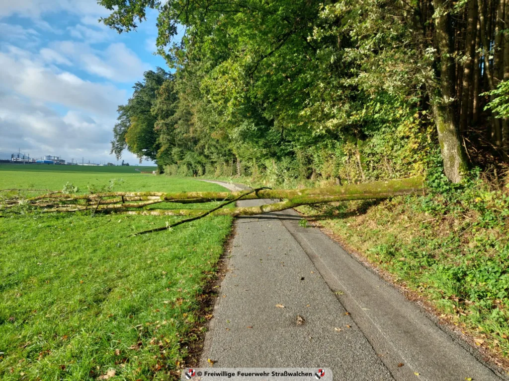 20240929 Baum 1